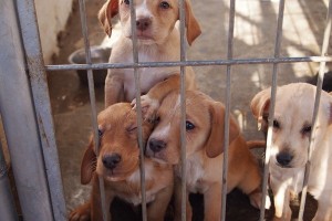 Lotte im Tierheim in Benidorm