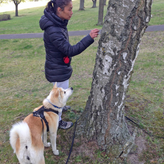 Hundetrainer Stefan Thal „Hachiko" - 1