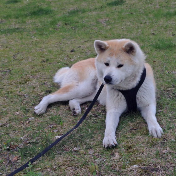 Hundetrainer Stefan Thal "Hachiko" - 3