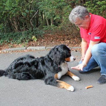 Hundetrainer Stefan Thal - "Ginny" - 7