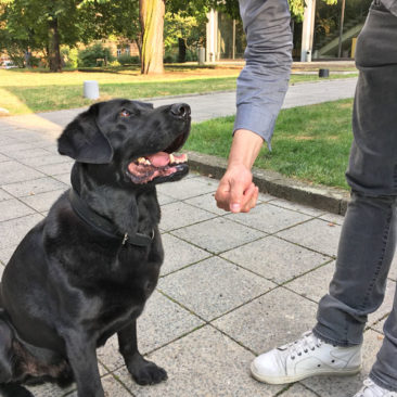 Hundetrainer Stefan Thal - "Fritz" - 4