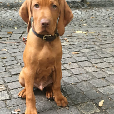 Hundetrainer Stefan Thal - "Einstein" - 1