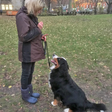 Hundetrainer Stefan Thal - "Angel" - 3