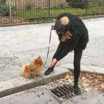 Hundetrainer Stefan Thal - "Gismo" - 5