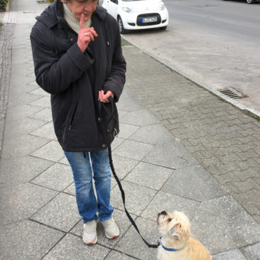 Hundetrainer Stefan Thal - Benni - 3