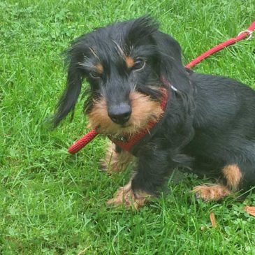 Hundetrainer Stefan Thal „Willy" - 1