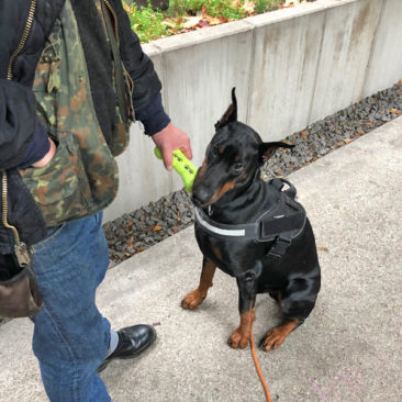 Hundetrainer Stefan Thal - Sven - 14