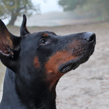 Hundetrainer Stefan Thal - Sven - 18