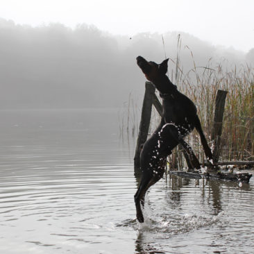 Hundetrainer Stefan Thal - Sven - 17