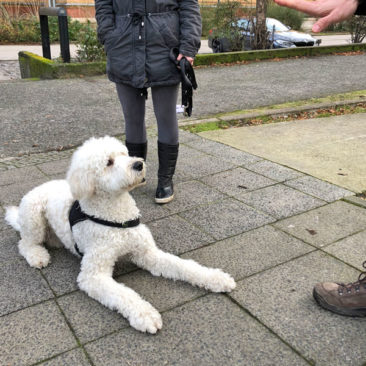 Hundetrainer Stefan Thal - "Henry" - 2